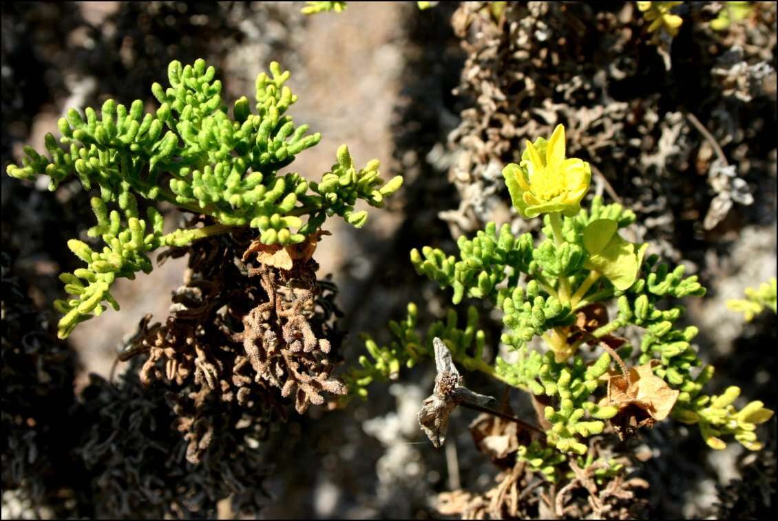 Image de Lecocarpus pinnatifidus DC.