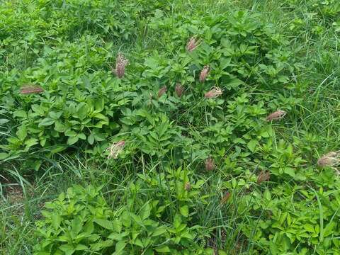 Image of swollen fingergrass