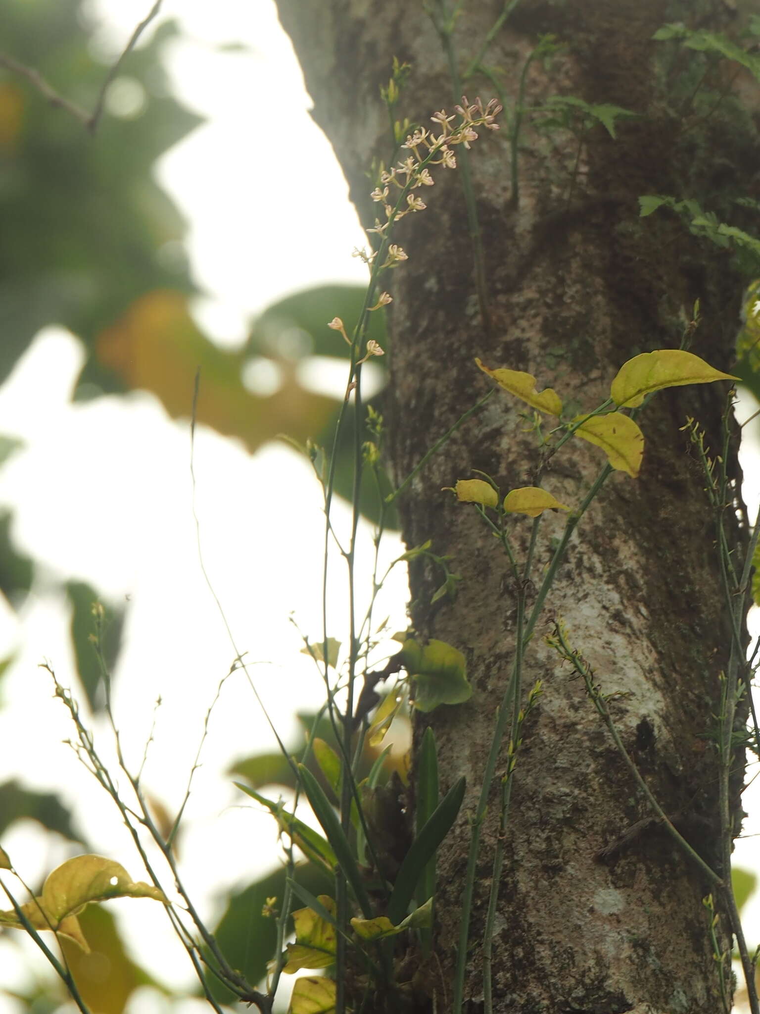 Image of lilyleaf acriopsis