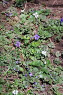 Viola communis Pollard resmi