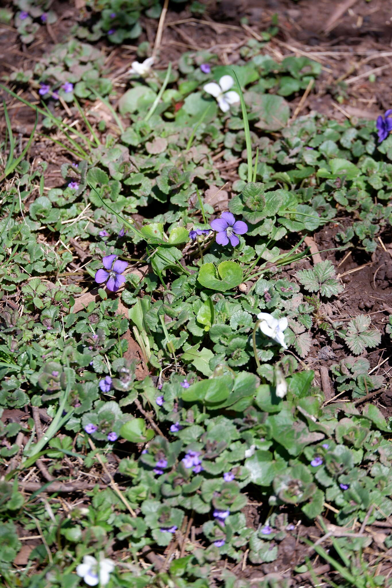 Viola communis Pollard resmi