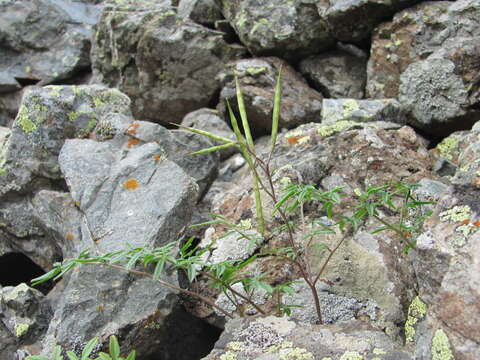 Imagem de Cardamine bipinnata (C. A. Mey.) O. E. Schulz