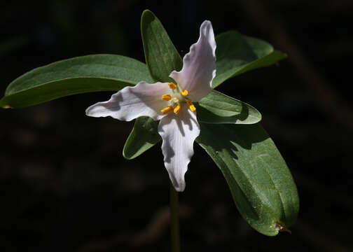 Image of Texas Trillium