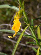 Pigea aurantiaca (F. Muell. ex Benth.) P. I. Forst. resmi