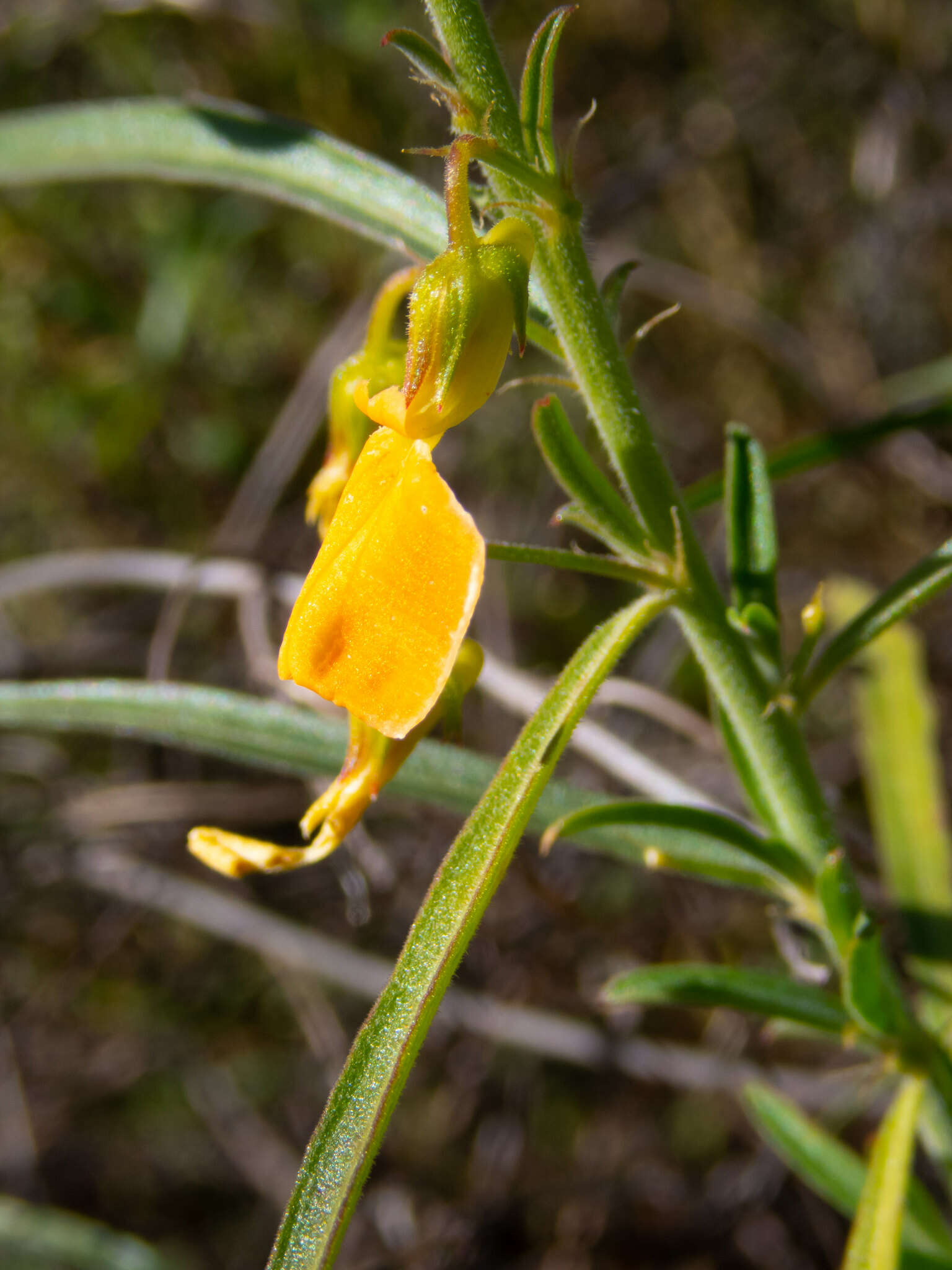 Pigea aurantiaca (F. Muell. ex Benth.) P. I. Forst. resmi