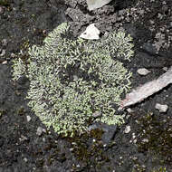 Image of Riccia multifida (Steph.) Steph.