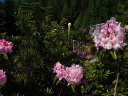 Image of Pacific rhododendron