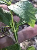 Image of Florida shrubverbena