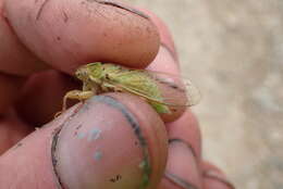 Image of tussock cicada