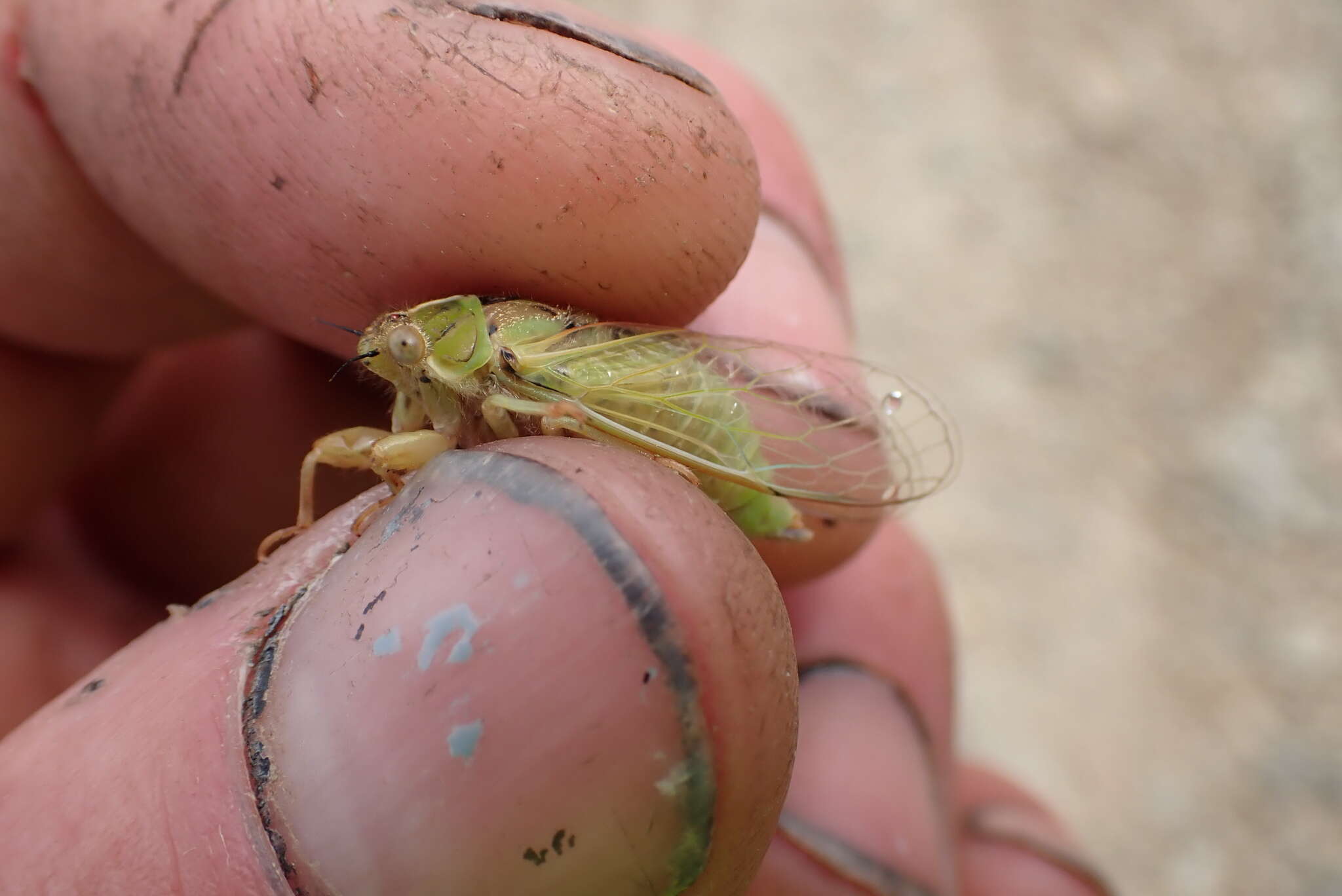 Image of tussock cicada