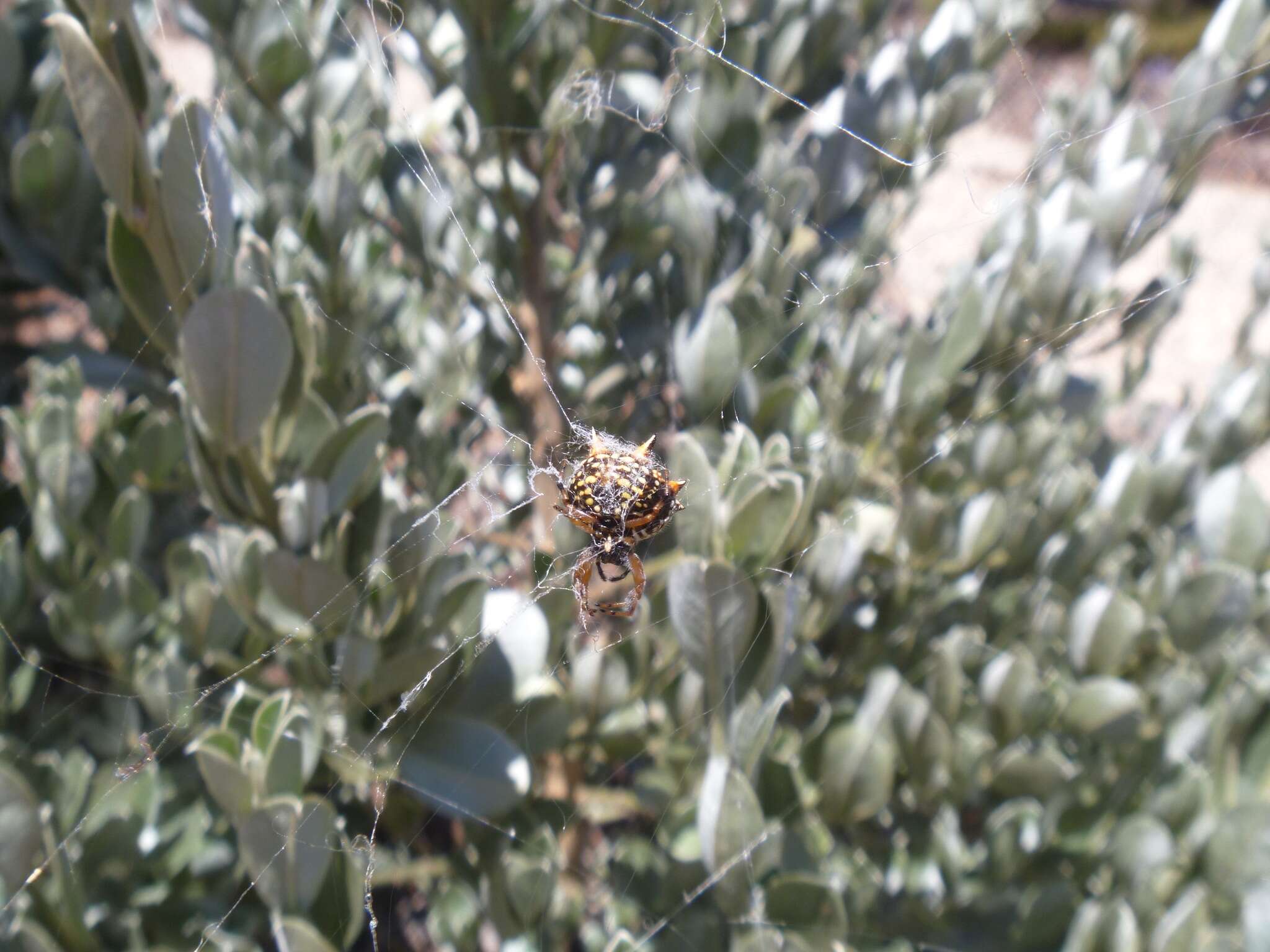 Image of Austracantha