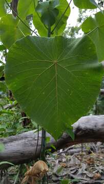 Image of parasol leaf tree