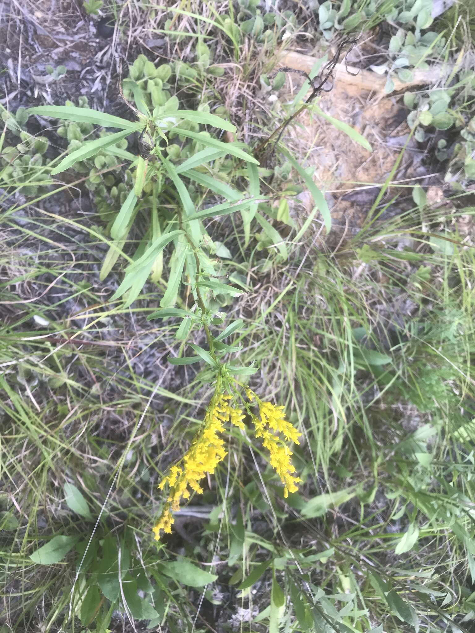 Image of Small's goldenrod