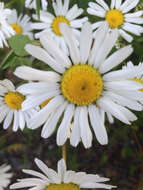 Image of scentless false mayweed