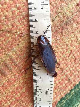 Image of Large Brown Cockroach