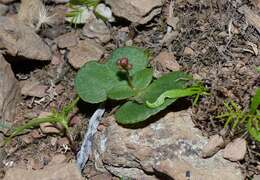 Image of Crassula umbella Jacq.