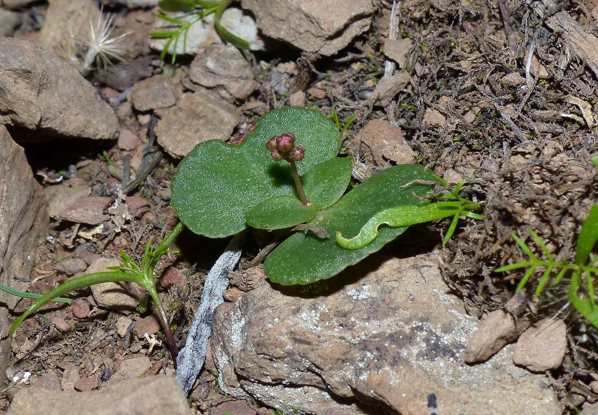 Image of Crassula umbella Jacq.