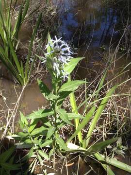 Image of eastern bluestar