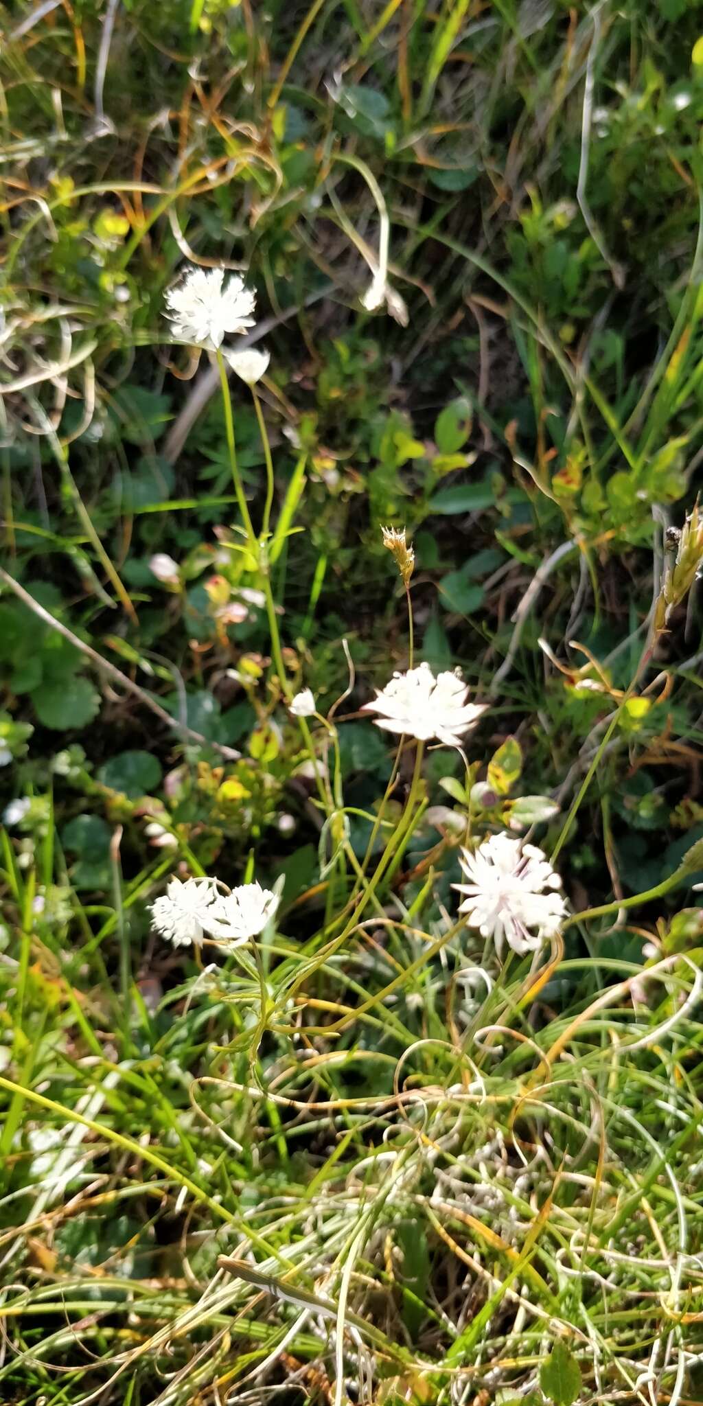 Imagem de Astrantia minor L.