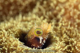 Image of Spiny blenny