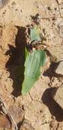 Image of Lachenalia undulata Masson ex Baker