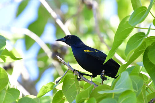 Image of Yellow-shouldered Blackbird