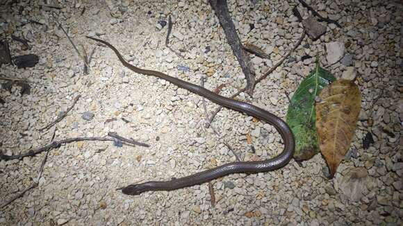 Image of Peninsula Stripeless Snake