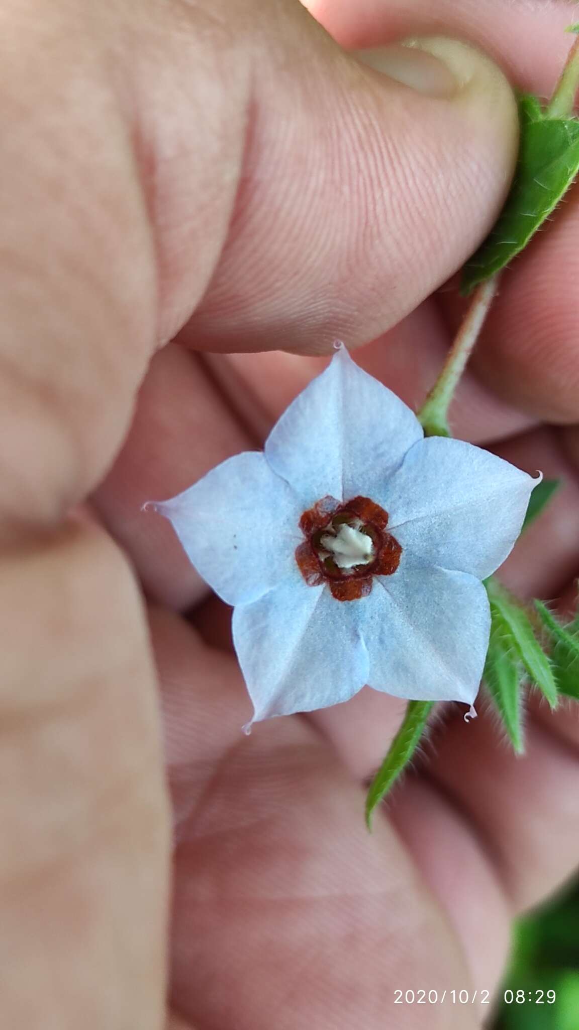 Image de Trichodesma indicum (L.) R. Br.