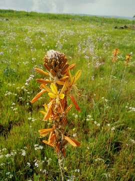 Image of yellow asphodel