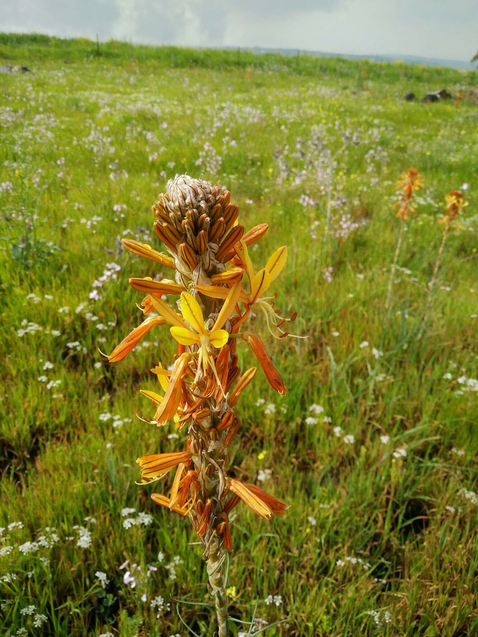 Image of yellow asphodel