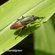 Idiella euidielloides Senior-White 1923 resmi