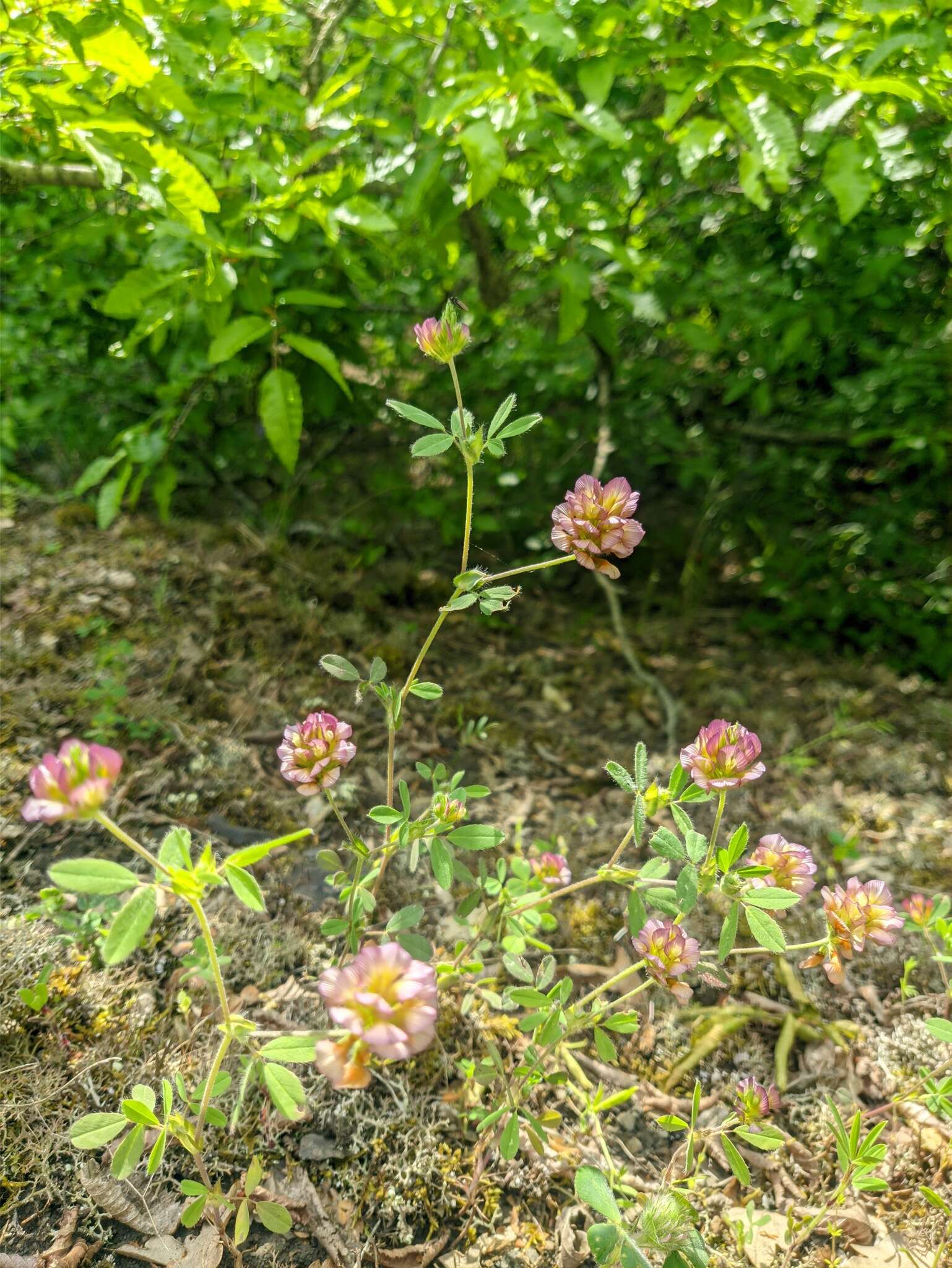 Imagem de Trifolium grandiflorum Schreb.