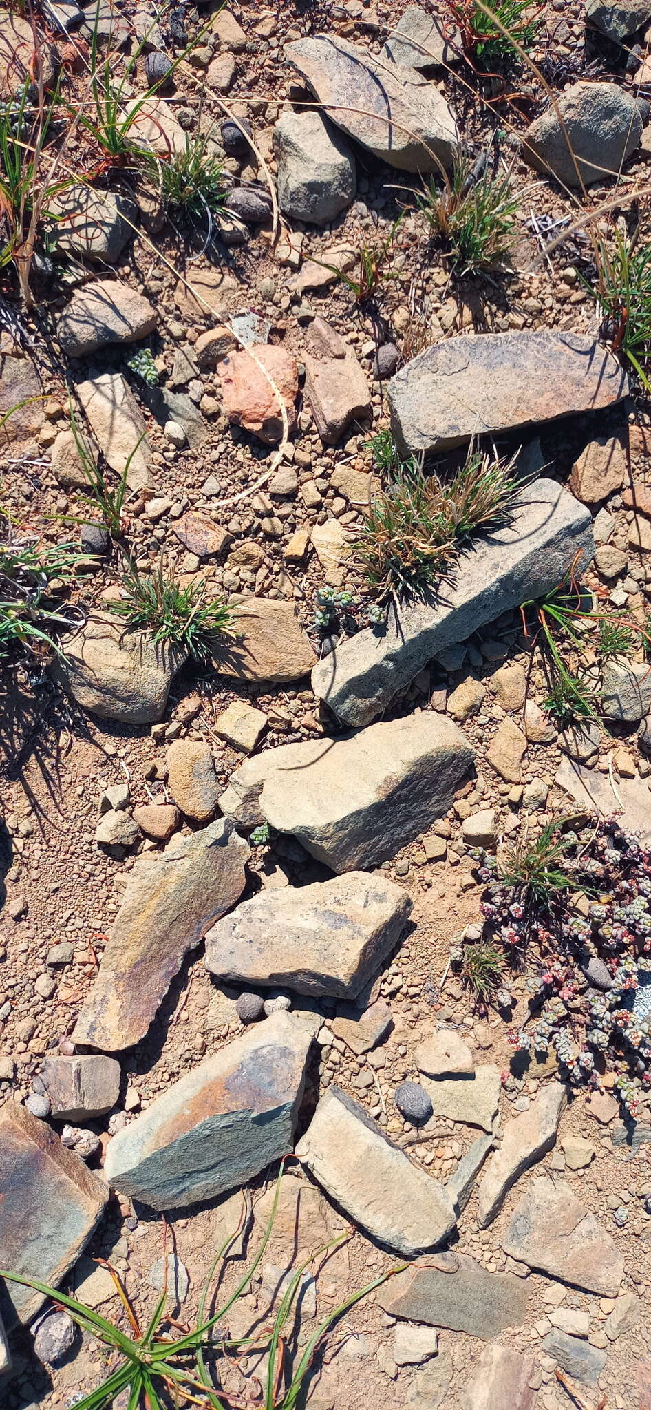 Image of Crassula corallina Thunb.