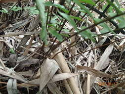 Image of Asian sword fern