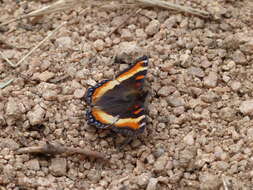 Image of Milbert's Tortoiseshell