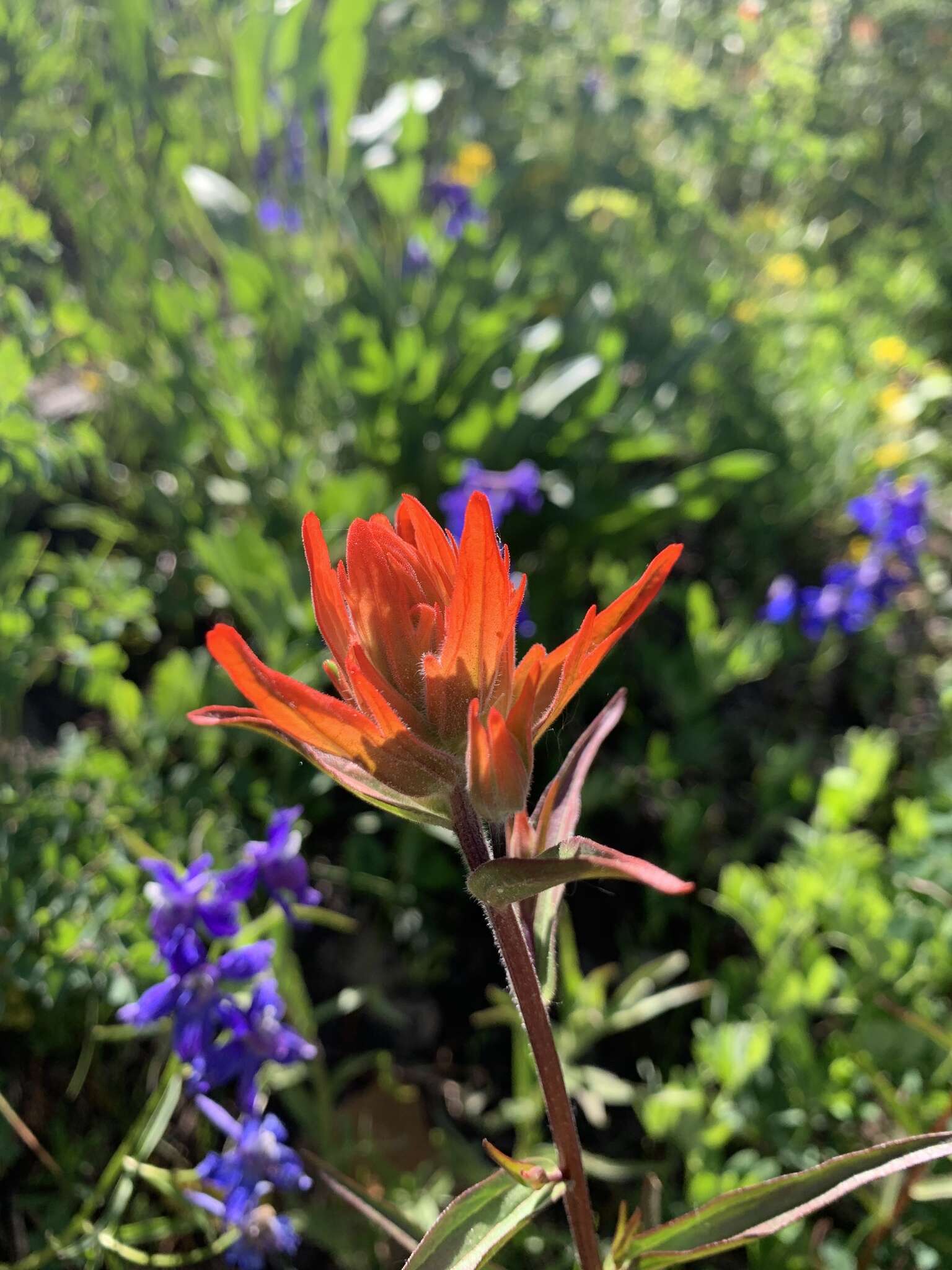 Image of giant red Indian paintbrush