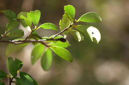 Image of Garcinia arenicola (Jum. & H. Perrier) P. W. Sweeney & Z. S. Rogers