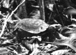 Image of Home's Hinge-back Tortoise