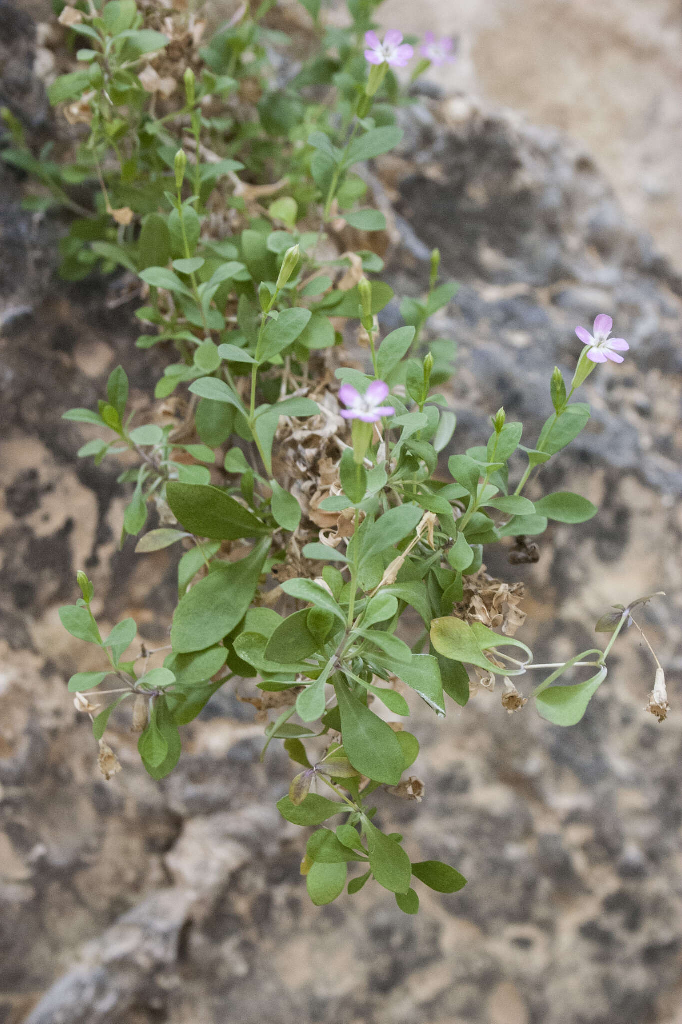 Image of Petrocoptis pardoi Pau