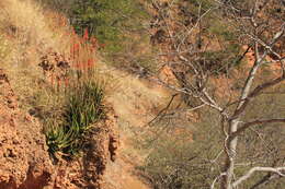 Image of Malapati aloe