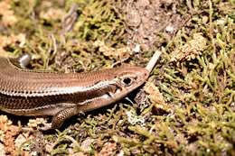 Image of Coal Skink