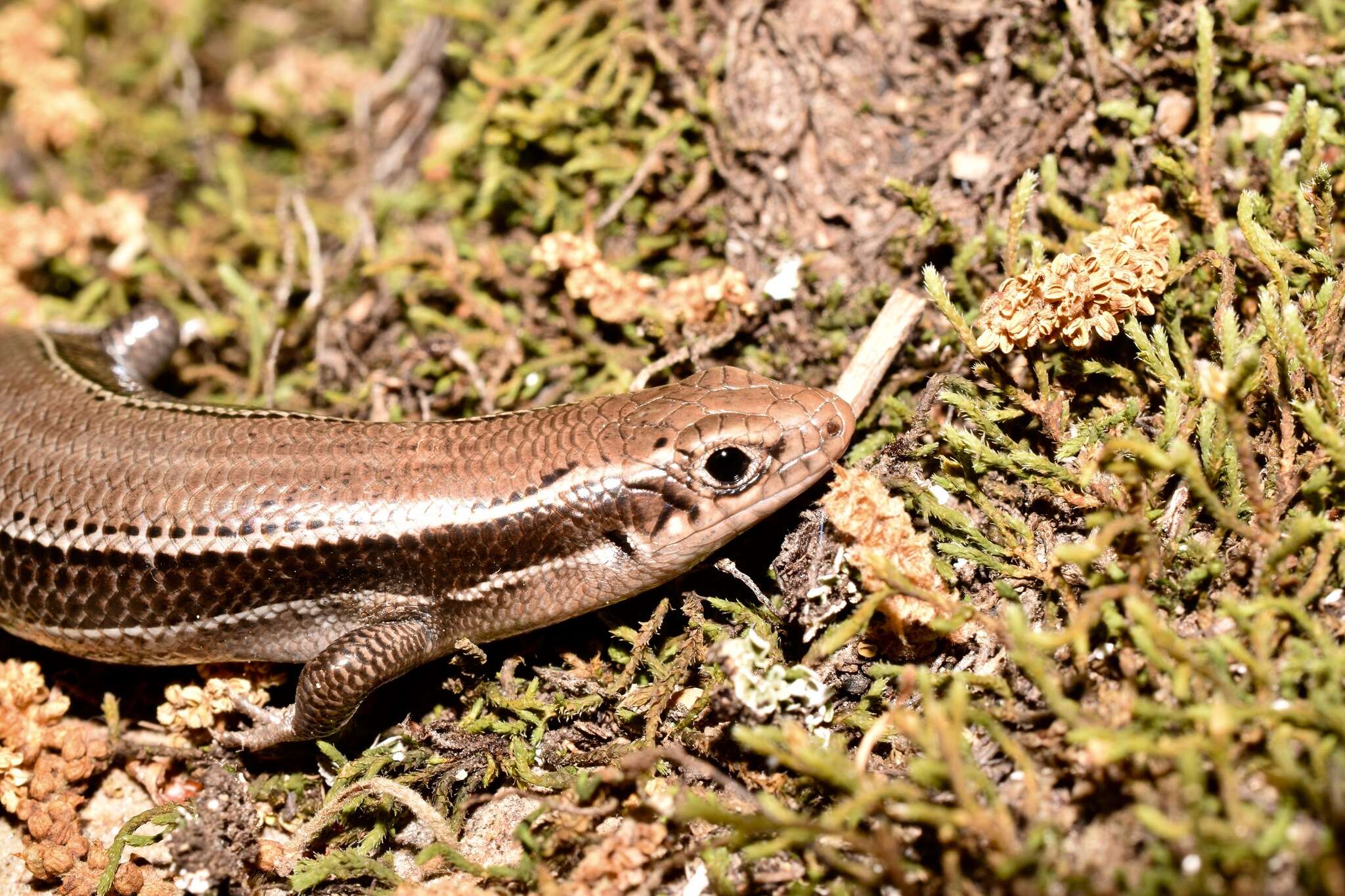 Image of Coal Skink