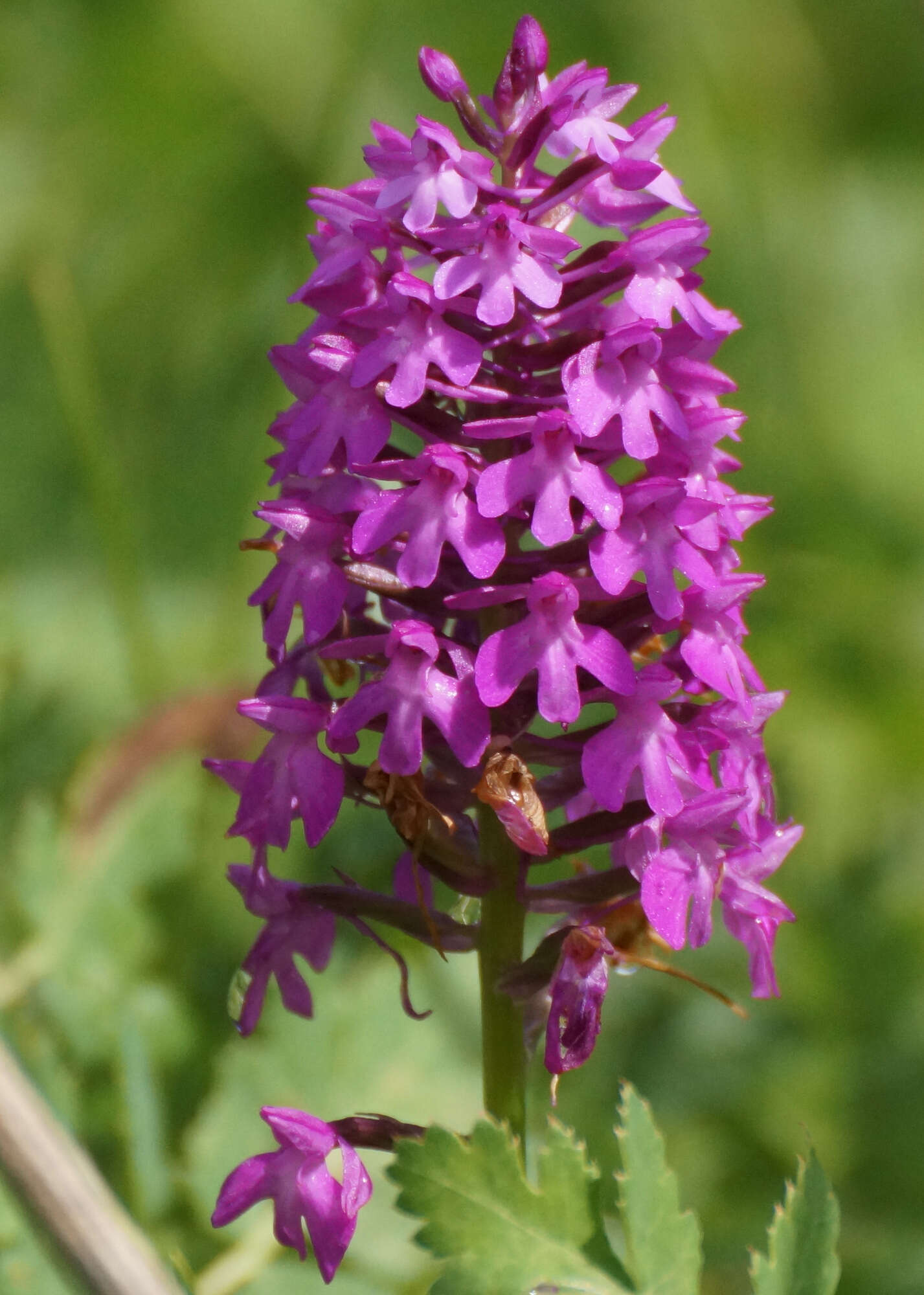 صورة Anacamptis pyramidalis (L.) Rich.