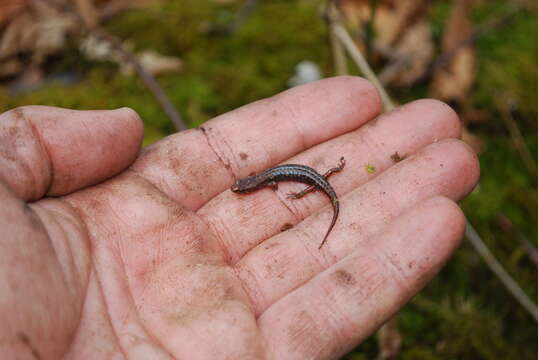 Image of Desmognathus organi Crespi, Browne & Rissler 2010