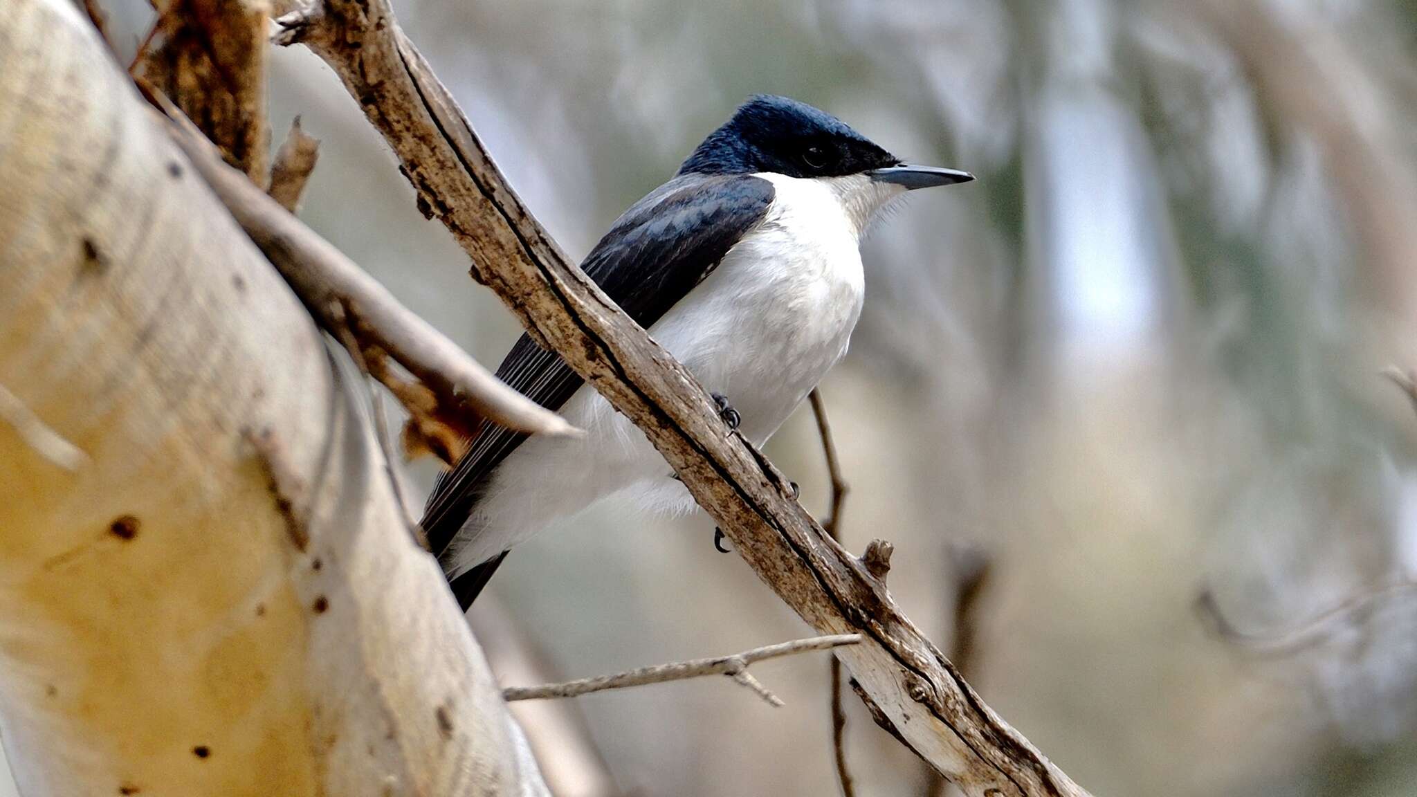 Image of Restless Flycatcher