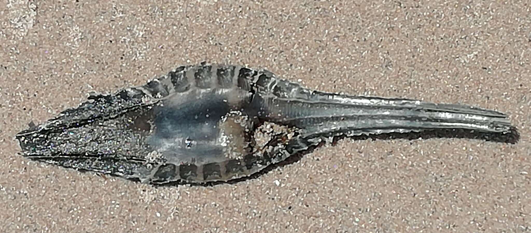 Image of Cape Elephantfish