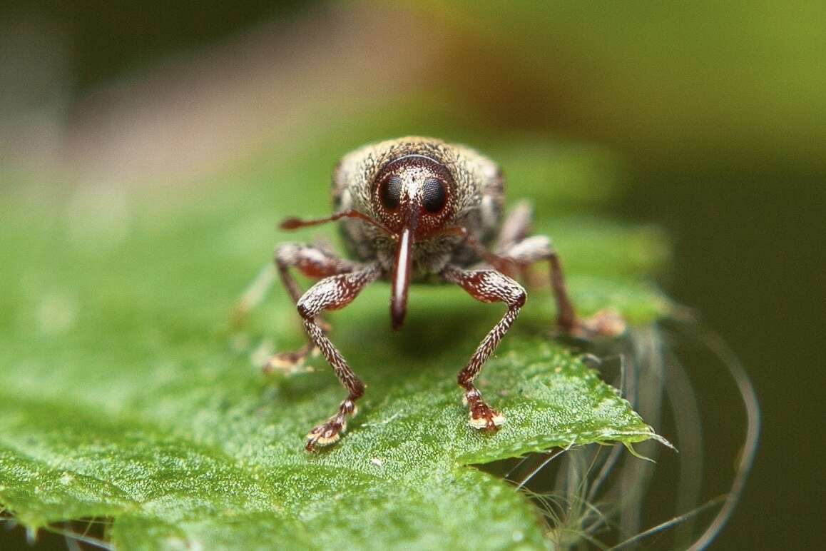 Imagem de Curculio rubidus Gyllenhal & L. ex Schönherr & CJ. 1836