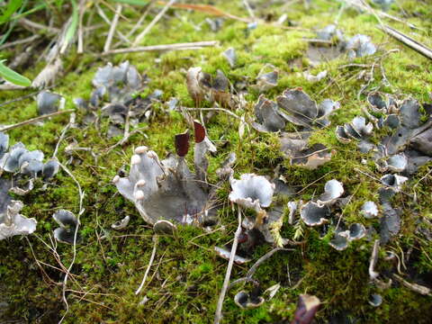 Peltigera didactyla (With.) J. R. Laundon的圖片