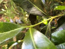 Image of Ixora beckleri Benth.