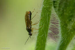 Dicyphus globulifer (Fallen 1829)的圖片